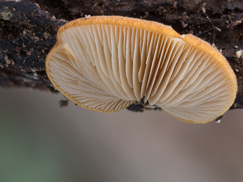 Crepidotus crocophyllus